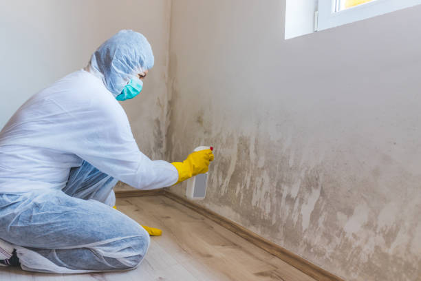 Licensed Mold Removal service in Farmington, PA - WQB Mold Removal